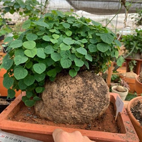 室内好养的植物排名前十(适合室内养的植物100种)插图12