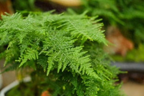 十大竹类植物排行榜(十种养不死的室内花)插图5