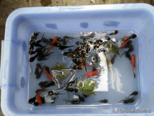 家养小蝌蚪吃什么东西营养更全面(小蝌蚪吃什么东西好养)插图2