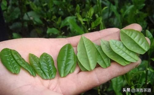 高质量茶叶品牌排行榜十大(十大高档茶叶品牌)插图13