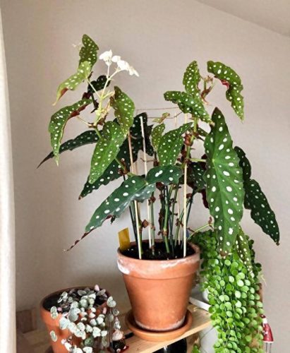 室内好养的植物排名前十(适合室内养的植物100种)插图3