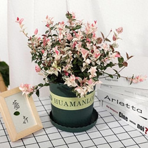 室内好养的植物排名前十(适合室内养的植物100种)插图19