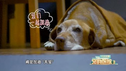 宠物第三季排名前十(宠物09年第三季)插图2