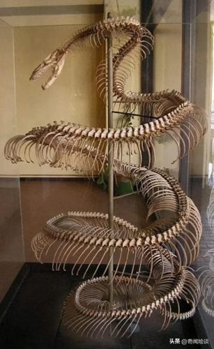 动物捕猎十大排行榜图片(动物捕猎残忍画面)插图20