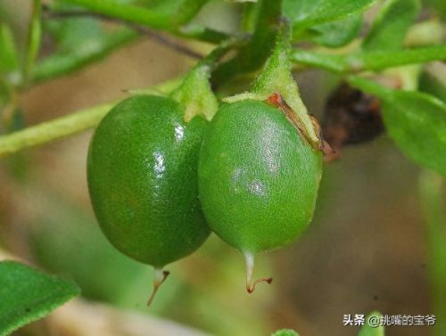 南美十大作物排行榜图标(南美高海拔作物)插图11