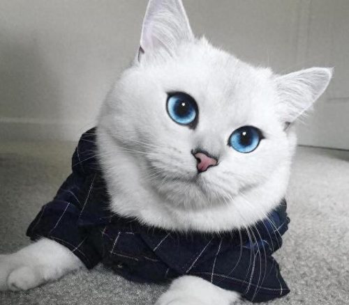 猫的十大神话排行榜(打死猫的十大忌讳)插图10