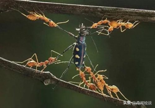 动物捕猎十大排行榜图片(动物捕猎残忍画面)插图10