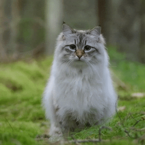 猫的十大神话排行榜(打死猫的十大忌讳)插图7