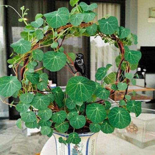 室内好养的植物排名前十(适合室内养的植物100种)插图13
