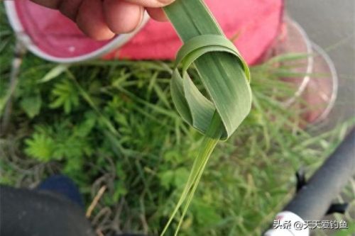 秋季野钓鲤鱼饵料排名前十(秋季钓鲤鱼饵料推荐野钓)插图2