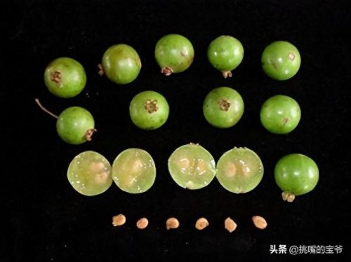 南美十大作物排行榜图标(南美高海拔作物)插图17