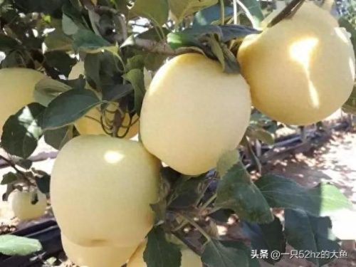 十大清脆水果排行榜前十名(痛风十大禁忌水果)插图6