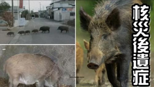 中国前十位变异动物排名(中国现在十大稀有动物)插图1