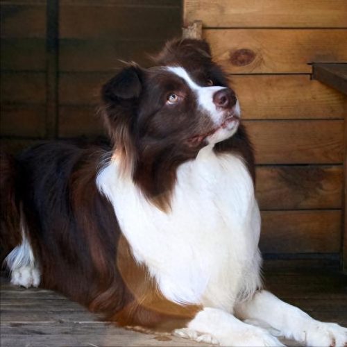 十大禁养凶犬排行榜最新(最凶犬排行榜前十名)插图6