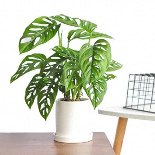室内好养的植物排名前十(适合室内养的植物100种)插图9