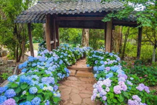 云南省十大鲜花品牌排行榜(云南十大顶级茶叶品牌)插图8