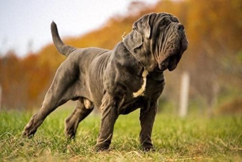 世界十大猛犬排行榜前十名(十大猛犬排名)插图6