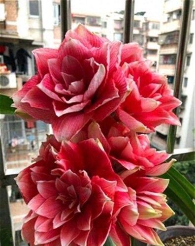 花草盆栽十大排行榜(最流行的十种盆栽)插图7