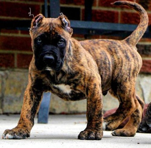 十大禁养凶犬排行榜最新(最凶犬排行榜前十名)插图5