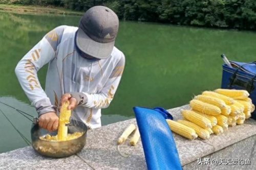 秋季野钓鲤鱼饵料排名前十(秋季钓鲤鱼饵料推荐野钓)插图1