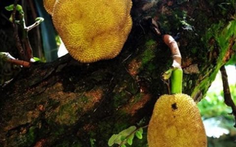 世界十大最美植物园排行榜(中国十大最美植物园)