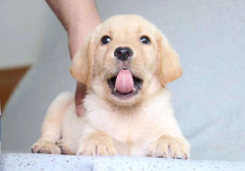 十大名犬排行榜图片欣赏(世界十大名犬排名大全)插图4