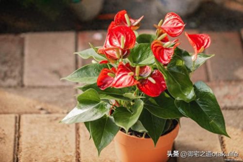室内名贵盆栽十大排行榜(十种养不死的室内花)插图7