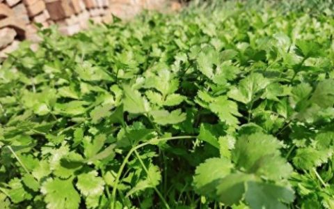 安徽湘菜美食加盟排名前十(安徽加盟湘菜馆排名)