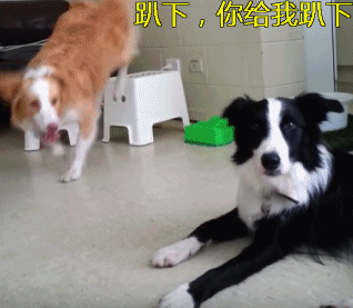 体味不臭的十大狗狗排行榜(狗狗除味剂十大排名)插图8