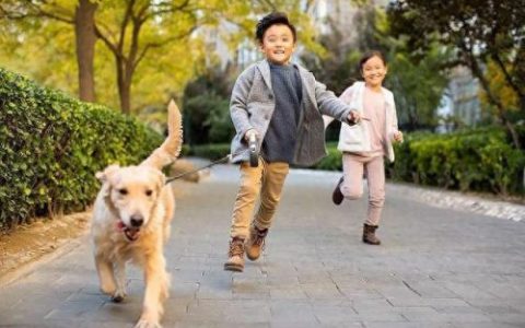 十大安全的狗排行榜(十种骗人的狗排行榜)
