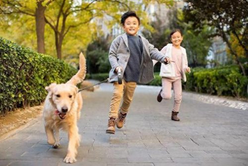 十大安全的狗排行榜(十种骗人的狗排行榜)插图