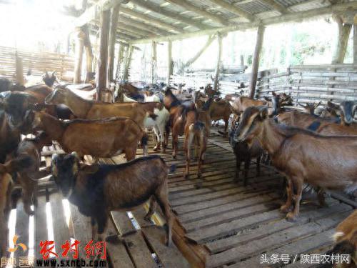 湖南最好养的羊排名前十(长沙羊排排行榜)插图1