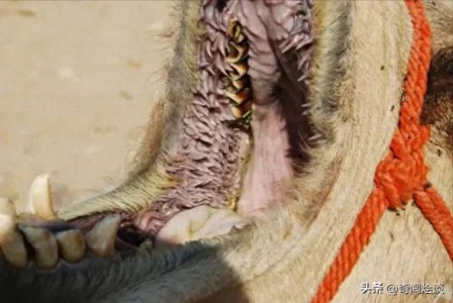 动物捕猎十大排行榜图片(动物捕猎残忍画面)插图5
