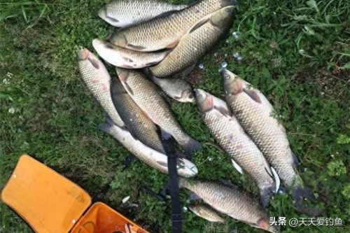 秋季野钓鲤鱼饵料排名前十(秋季钓鲤鱼饵料推荐野钓)插图