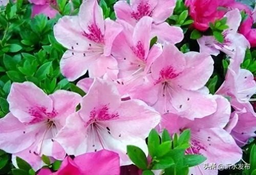 十大热门美女排行榜图片(福成集团十大美女)插图43