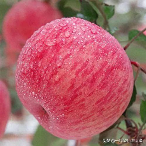 十大清脆水果排行榜前十名(痛风十大禁忌水果)插图