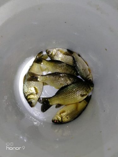 客厅钓鱼灯十大名牌排行榜(客厅灯十大牌子排行榜)插图8