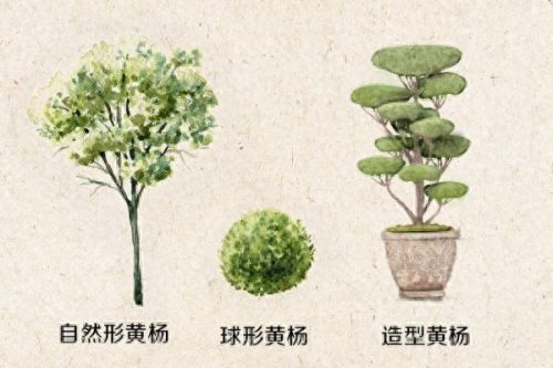 上海遮阳网厂家排名前十(遮阳网质量排行榜)插图4