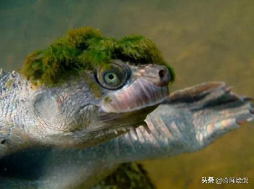 动物捕猎十大排行榜图片(动物捕猎残忍画面)插图12