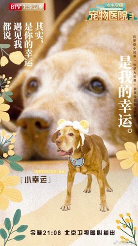 宠物第三季排名前十(宠物09年第三季)插图5
