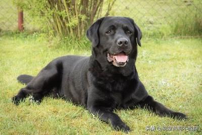 十大帅气大型犬排行榜(十大最好的中大型犬)插图5