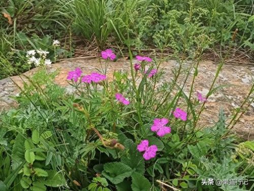 北京十大山峰海拔排行榜(中国所有山峰海拔排名)插图10