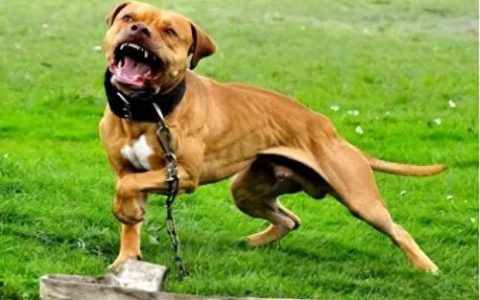 十大禁养凶犬排行榜最新(最凶犬排行榜前十名)
