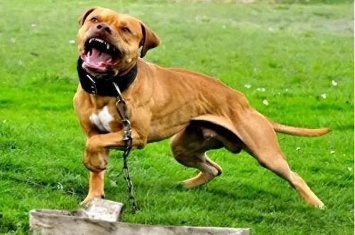 十大禁养凶犬排行榜最新(最凶犬排行榜前十名)插图