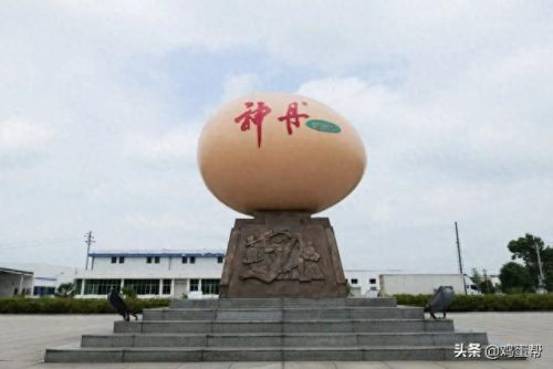 销售鸡蛋的企业排名前十(全国最大的鸡蛋企业)插图2