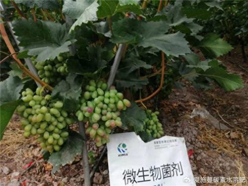 微生物菌肥哪家好(微生物菌肥骗局)插图1