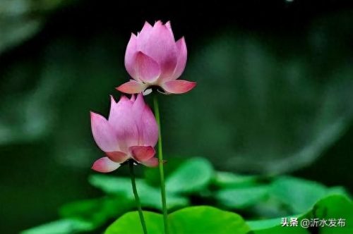 十大热门美女排行榜图片(福成集团十大美女)插图44