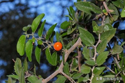 南美十大作物排行榜图标(南美高海拔作物)插图20
