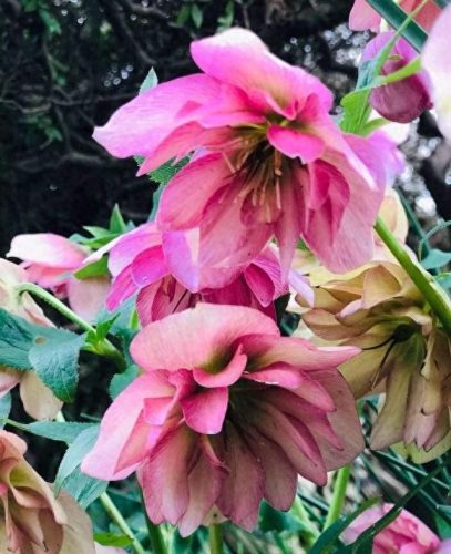花草盆栽十大排行榜(最流行的十种盆栽)插图18