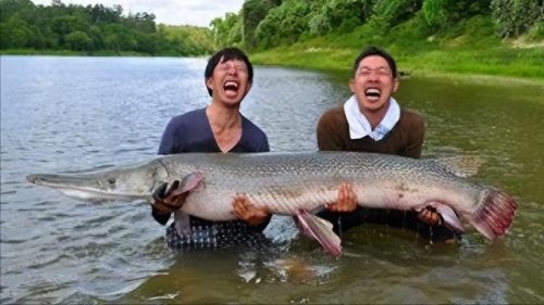 排行榜十大最凶猛鱼类图片(最凶猛的鱼类图片大全)插图8
